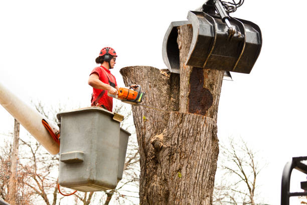 Best Tree Disease Treatment  in Columbus Grove, OH